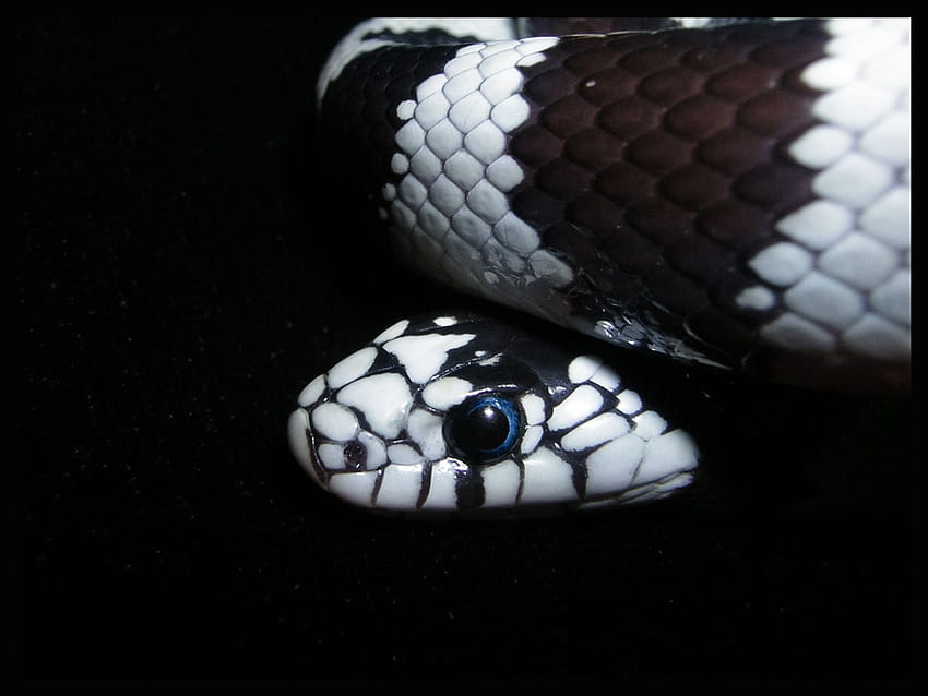 30000 White Snake Stock Photos Pictures  RoyaltyFree Images  iStock   Black and white snake White snake skin