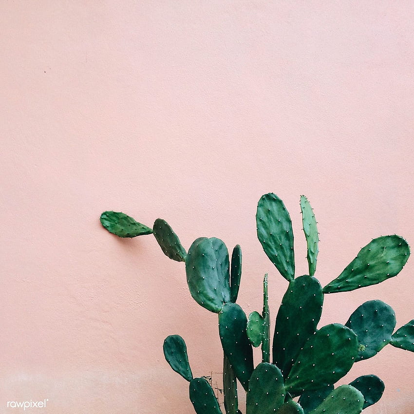 Opuntia Cactus by a pink wall. / Megan Rogers. Opuntia cactus, Pink walls, Stock HD phone wallpaper