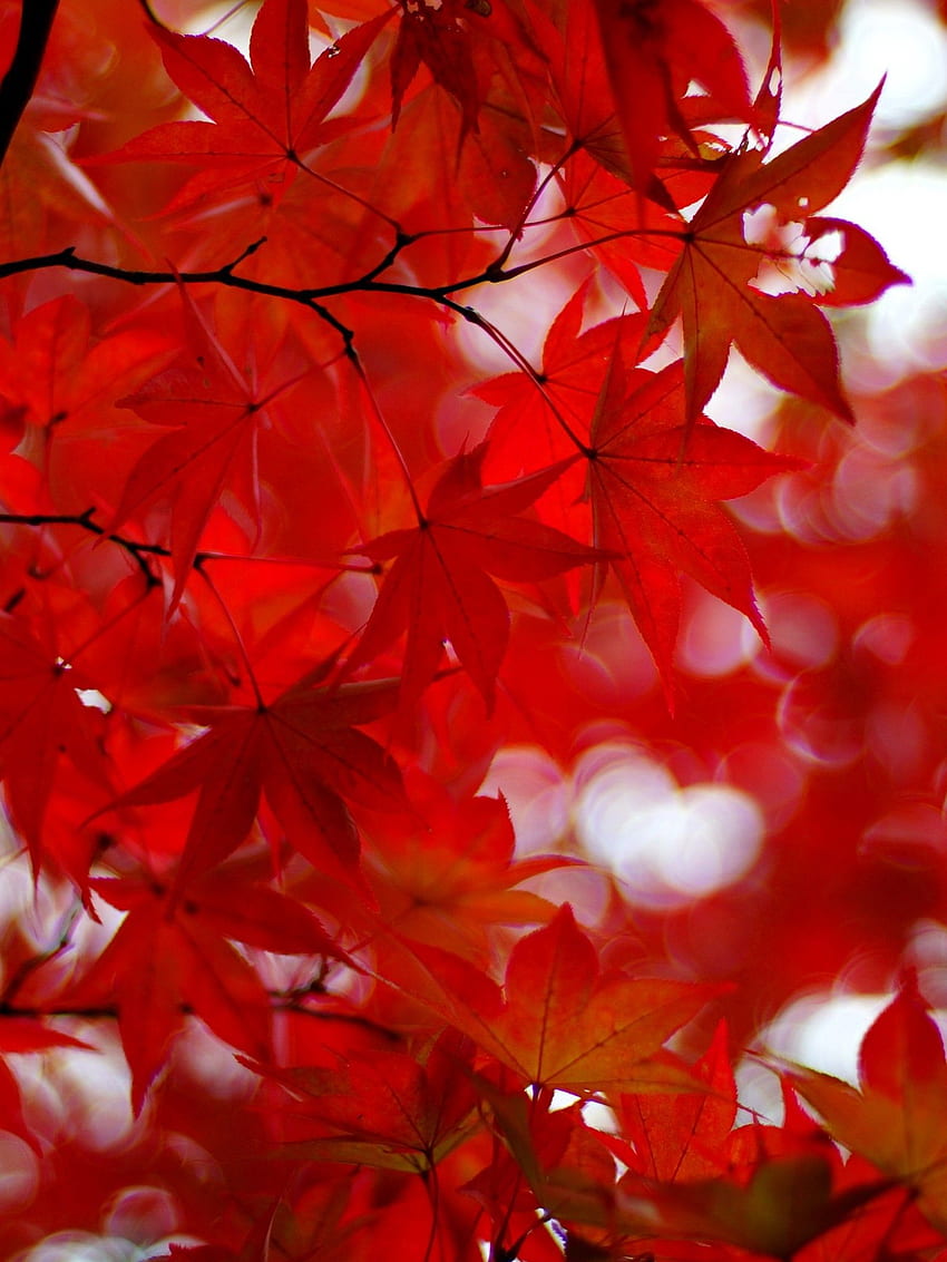 Acer Japonicum, Red Leaves, Amur Maple HD phone wallpaper