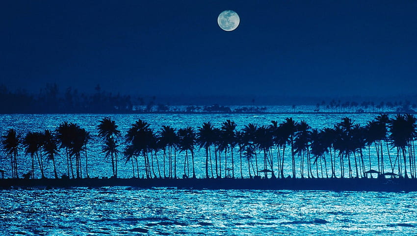 Океан - палмово дърво, нощ, луна, палмово дърво, океан HD тапет