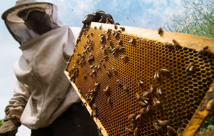 miód, ochrona, pszczoły, pszczelarz dla , sekcja разное, Pasieka Tapeta HD
