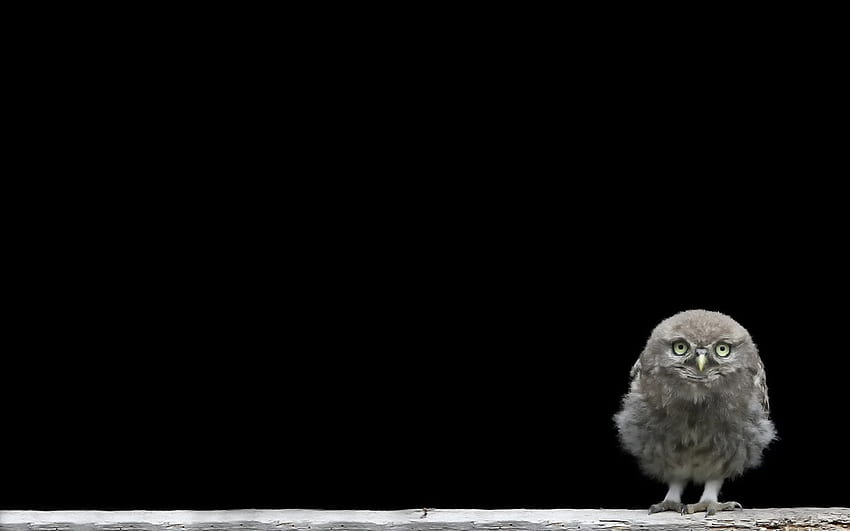 Owl, black, bird, minimalism, pasare, bufnita HD wallpaper