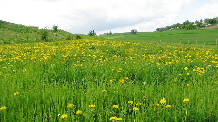 mlecze, żółte kwiaty, zielona trawa, pole IPhone 11 Pro XS X , tło, , trawiaste pole Tapeta HD