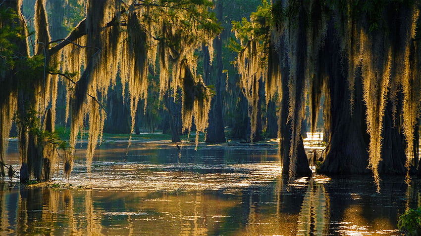 Louisiana - -, Louisiana Swamp HD wallpaper