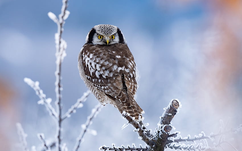 Owl, winter, bird, iarna, snow, bufnita, pasari HD wallpaper | Pxfuel