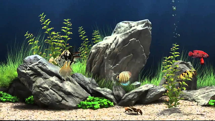 Fish Tank Screensaver - Erfrischendster 3D-Fischtank-schirmschoner - YouTube, Aquarium Fish Tank HD-Hintergrundbild