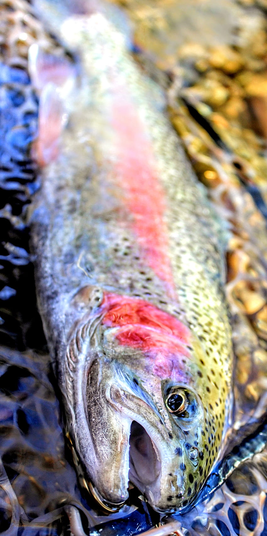 Dunkle Regenbogenforelle, Regenbogenforelle, Fisch, Angeln, Fliegenfischen HD-Handy-Hintergrundbild