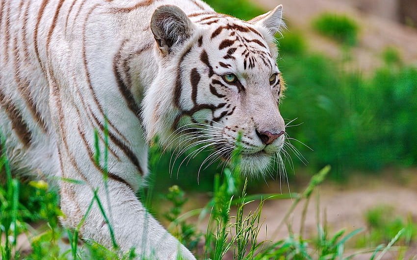 Animals, Striped, Big Cat, Tiger HD wallpaper
