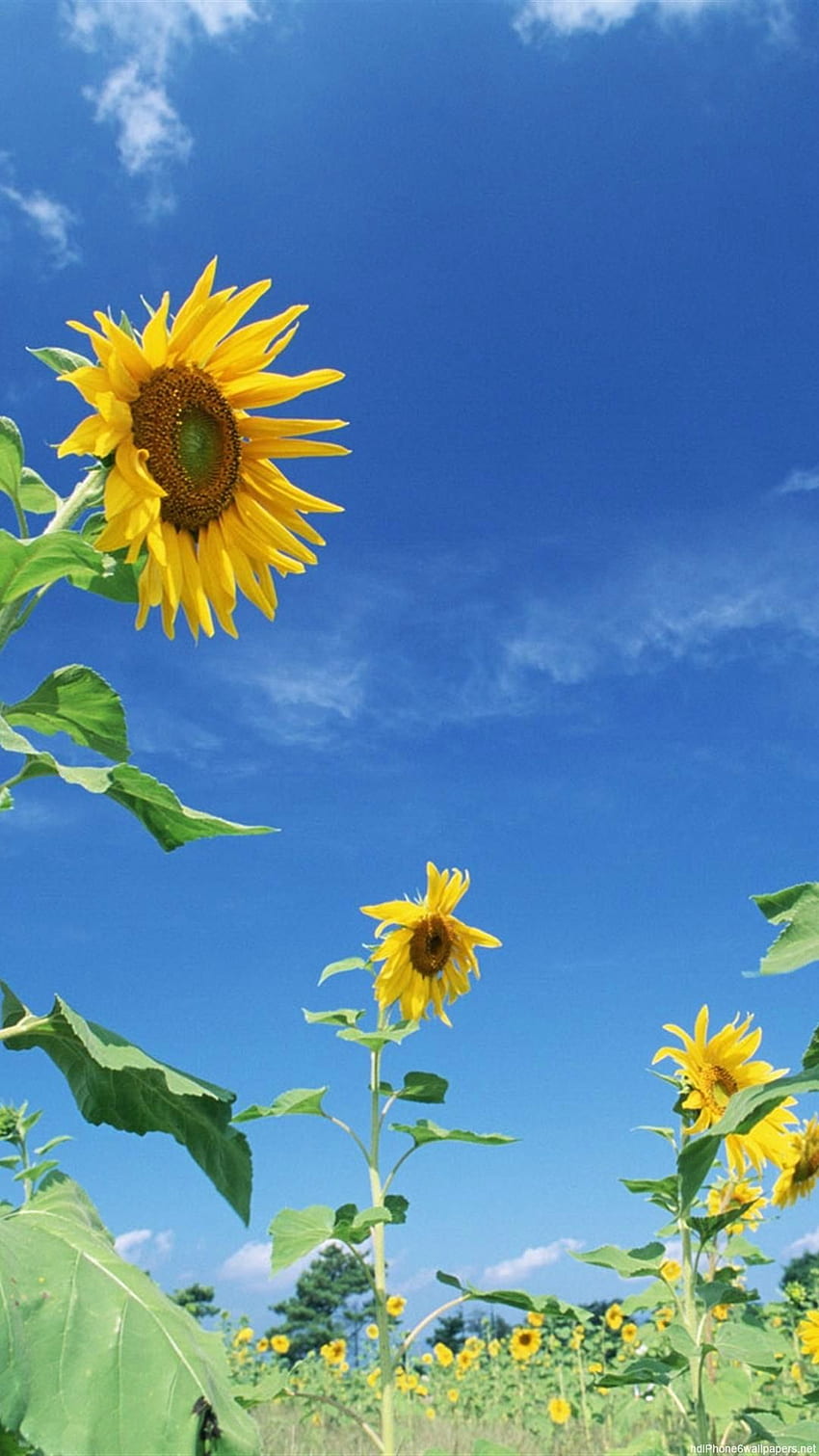 fleur ciel jaune nature iPhone 6, Vertical Sky Fond d'écran de téléphone HD