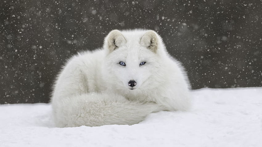 อะนิเมะ สุนัขจิ้งจอกอาร์กติก ทารก สุนัขจิ้งจอกอาร์กติก วอลล์เปเปอร์ HD