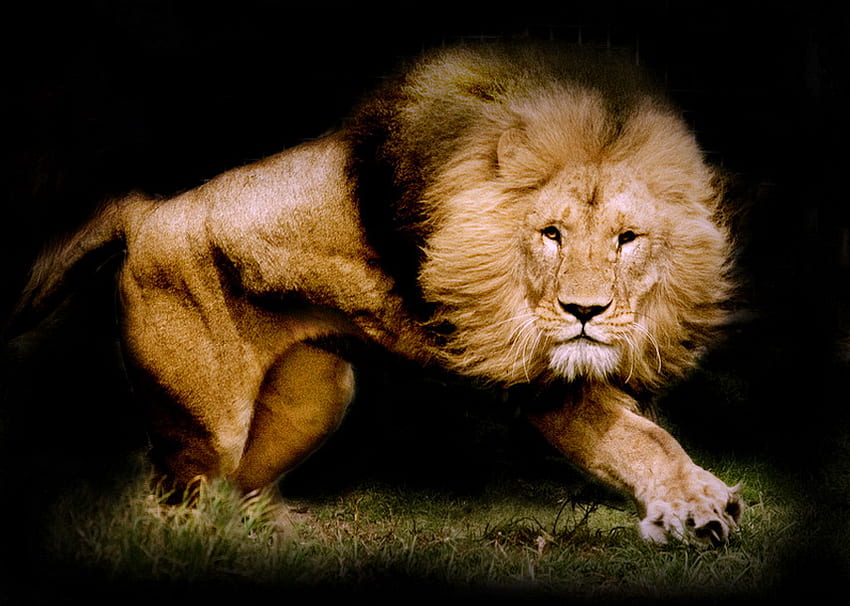Defending the pride, mane, king, hunter, attack, strong, lion, male, powerful HD wallpaper
