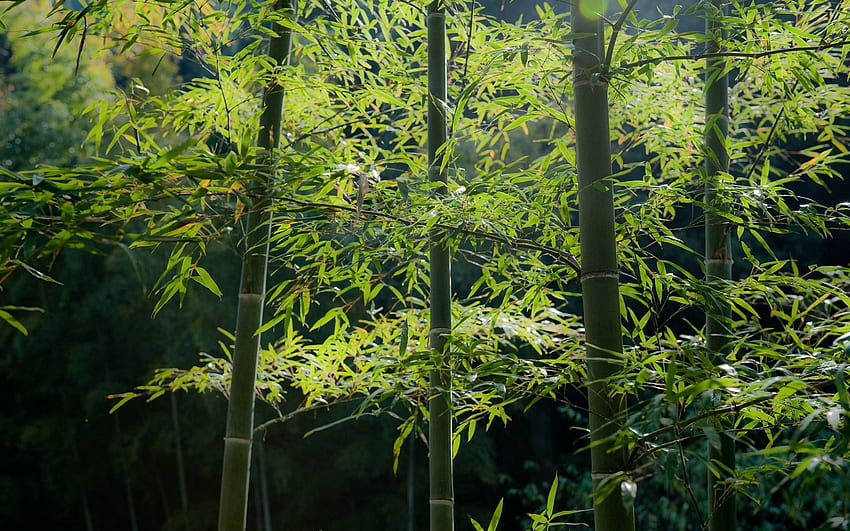 Nature, Forest, Bamboo, Calmness, Tranquillity, Stems HD wallpaper