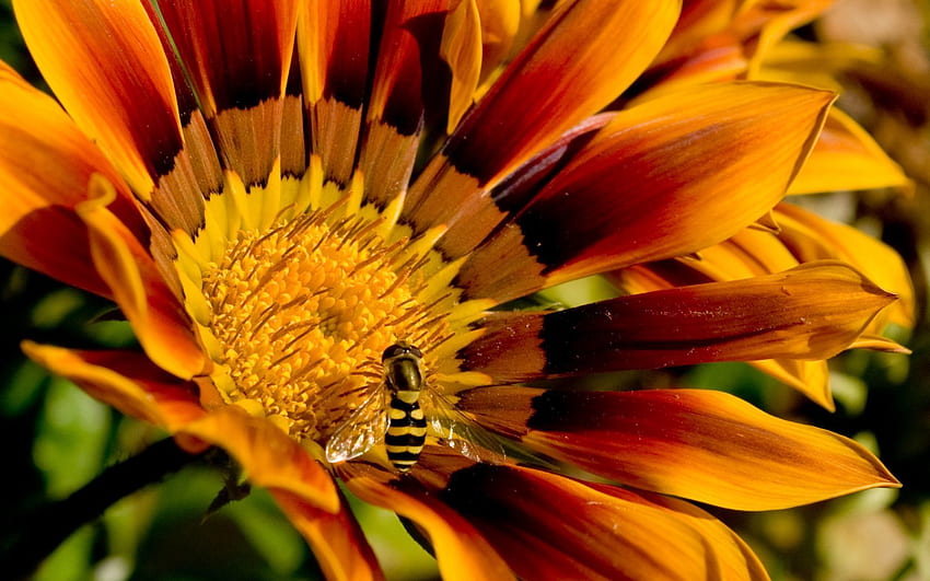 Blume, Makro, Blütenblätter, gestreift, Biene, Bestäubung HD-Hintergrundbild