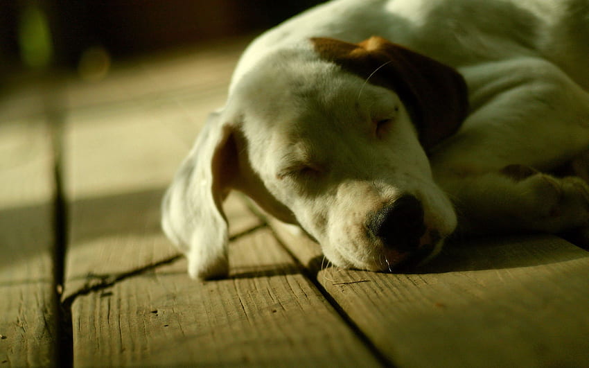 สัตว์, นอนลง, นอน, สุนัข, ปากกระบอกปืน, เงา, นอนหลับ, ฝัน วอลล์เปเปอร์ HD