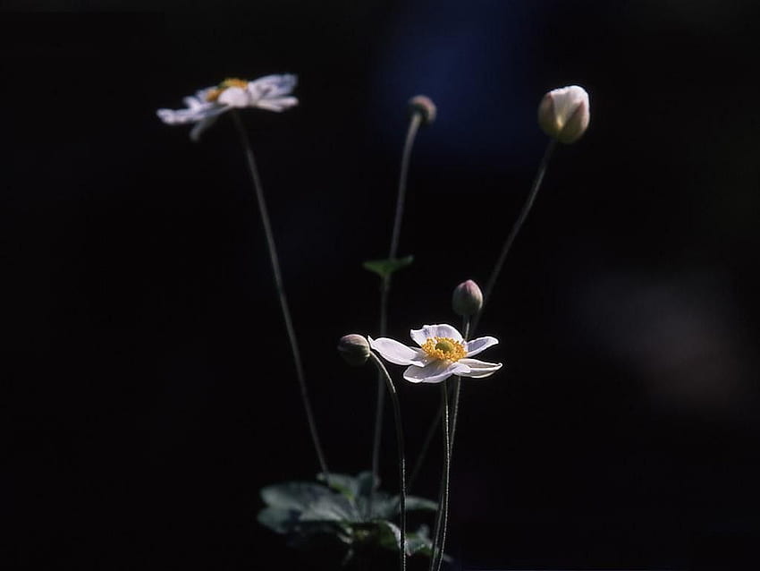 ดอกไม้: ดอกไม้ที่สง่างาม สวยงาม ดำ ขาว เข้ม วอลล์เปเปอร์ HD