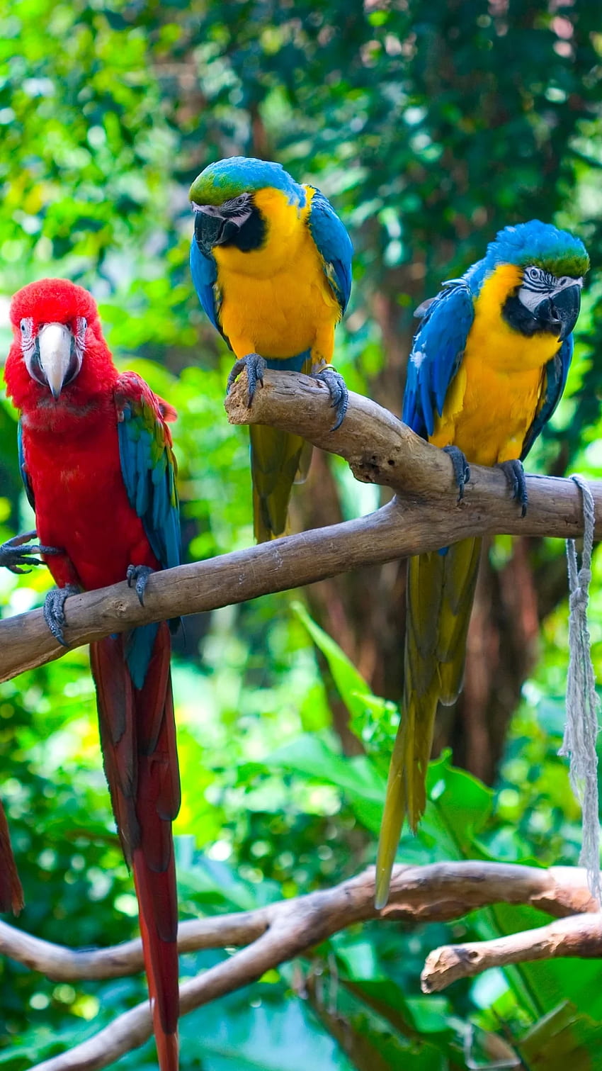 Animal Macaw, Parrot Phone HD phone wallpaper | Pxfuel