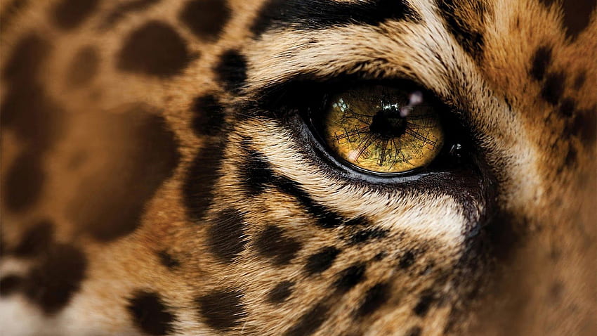 Beautiful . Theme, Wildlife HD wallpaper | Pxfuel