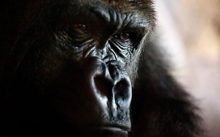. Gorilla, wütender Gorilla HD-Hintergrundbild