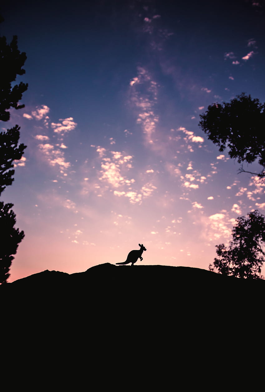 Himmel, Känguru, Dunkel, Silhouette, Abend, Hügel HD-Handy-Hintergrundbild
