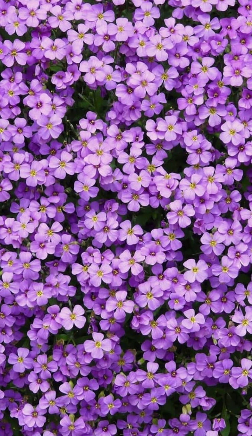 ästhetisch . Anfragen ab 2021 möglich. Beste Blume , Lila Blumen , Blumengrafik HD-Handy-Hintergrundbild