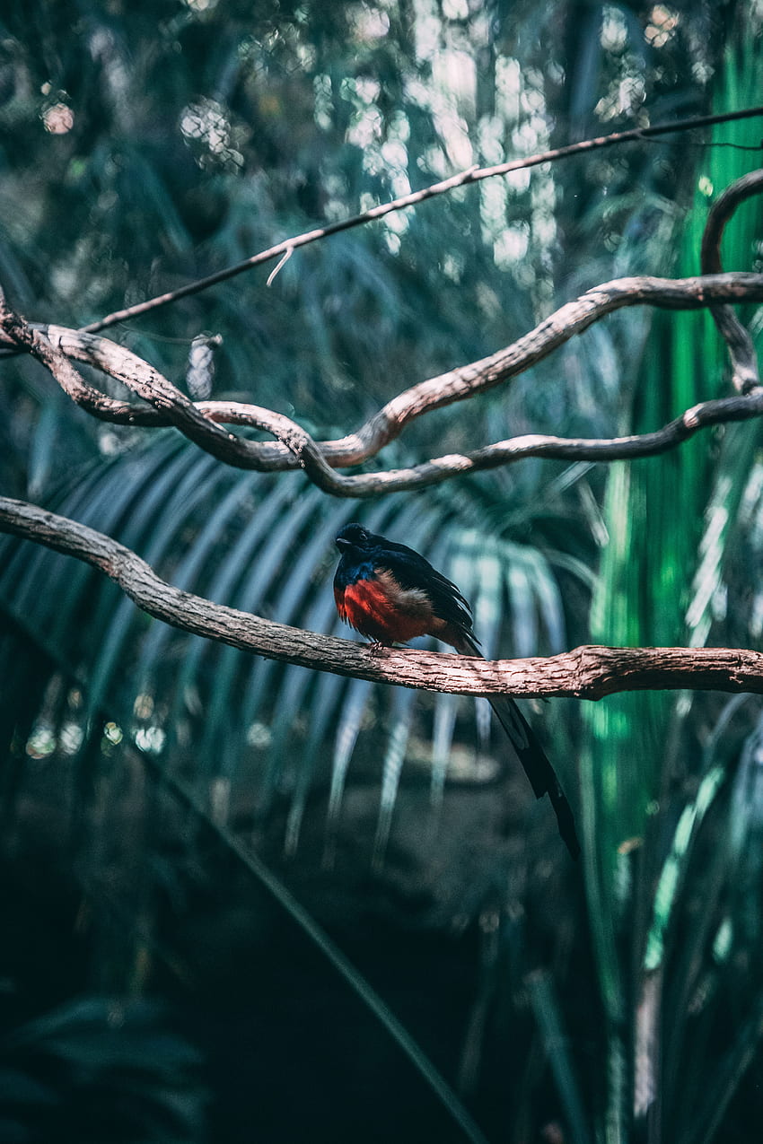 Animals, Bird, Blur, Smooth, Branches, Exotic HD phone wallpaper