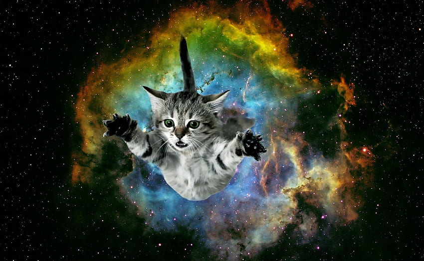 Cat Galaxy กาแล็กซี่แมวมหัศจรรย์ วอลล์เปเปอร์ HD
