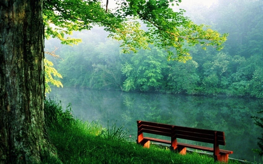 Green Lake, trees, river, bench, forest HD wallpaper