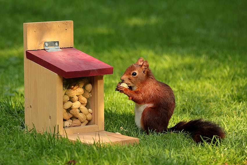 Animals, Squirrel, Grass, Nuts, Trough, Feeder HD wallpaper
