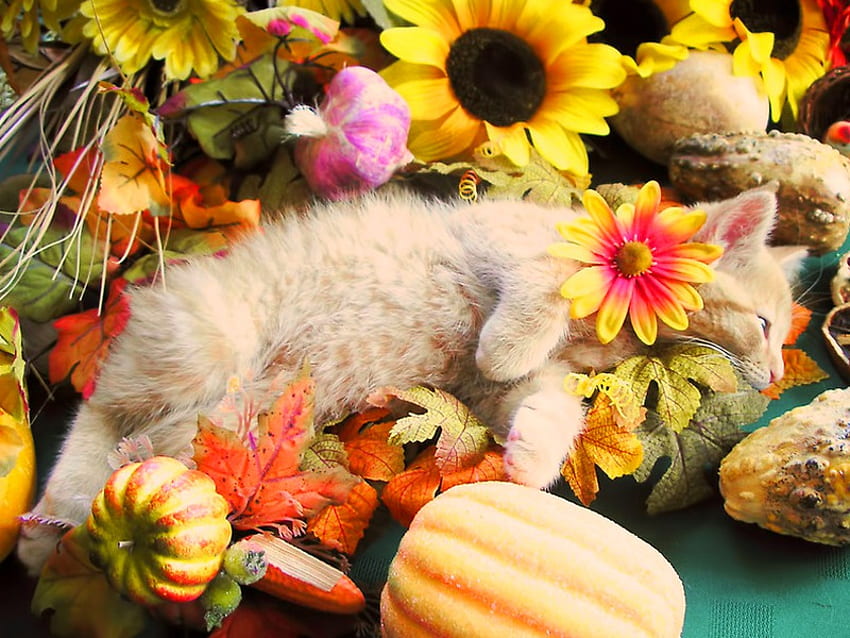 Loving autumn, loving, kitty, sunflowers, pumpkin, autumn, cat, relax HD wallpaper
