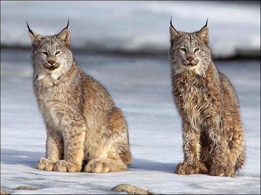 Lynx, nature, animaux Fond d'écran HD