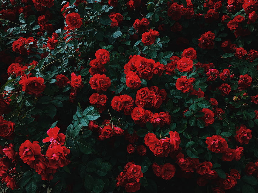 Flores, Rosas, Arbusto, Bloom, Floração, Jardim, Contraste papel de parede HD