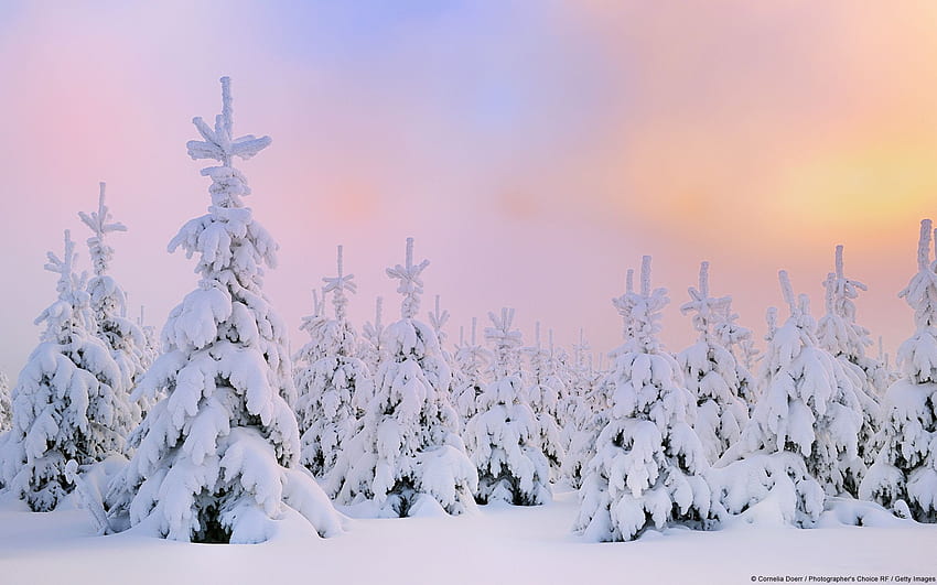 Nouveaux thèmes Windows pour le début de l'hiver. Blog de l'expérience Windows, Pacific Northwest Winter Fond d'écran HD