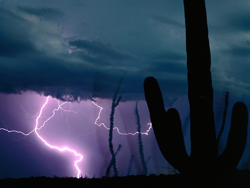 TEMPÊTE DU DÉSERT, désert, éclairage, tempête, cactus Fond d'écran HD