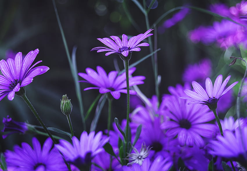 Garden, flowers, purple daisy, bloom HD wallpaper