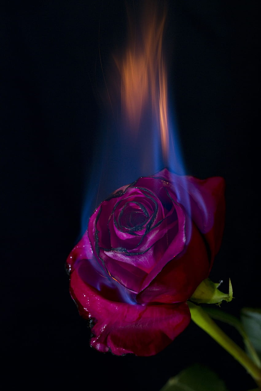 Rose On Fire กุหลาบไฟสีชมพู วอลล์เปเปอร์โทรศัพท์ HD