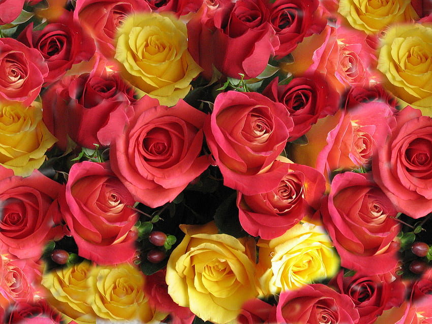 Lovely roses, flowers, roses, red, yellow HD wallpaper
