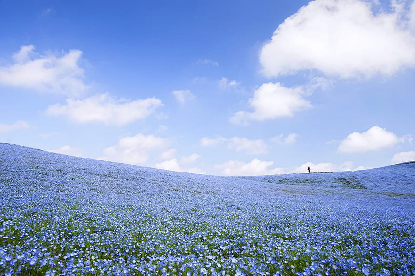 Go See 4.5 Million Baby Blue Eye Flowers at Hitachi Seaside Park in Japan. Spoon & Tamago HD wallpaper