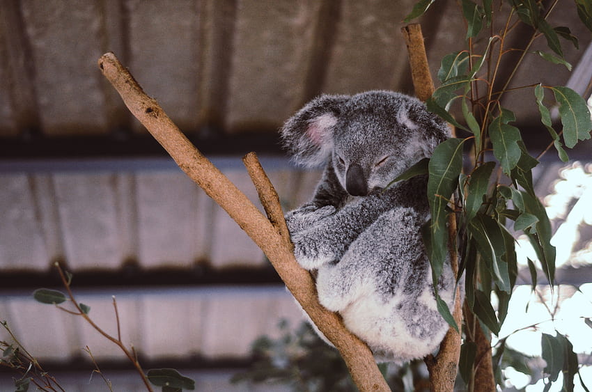 สัตว์ ไม้ ต้นไม้ การนอนหลับ ความฝัน โคอาล่า ยูคาลิปตัส วอลล์เปเปอร์ HD