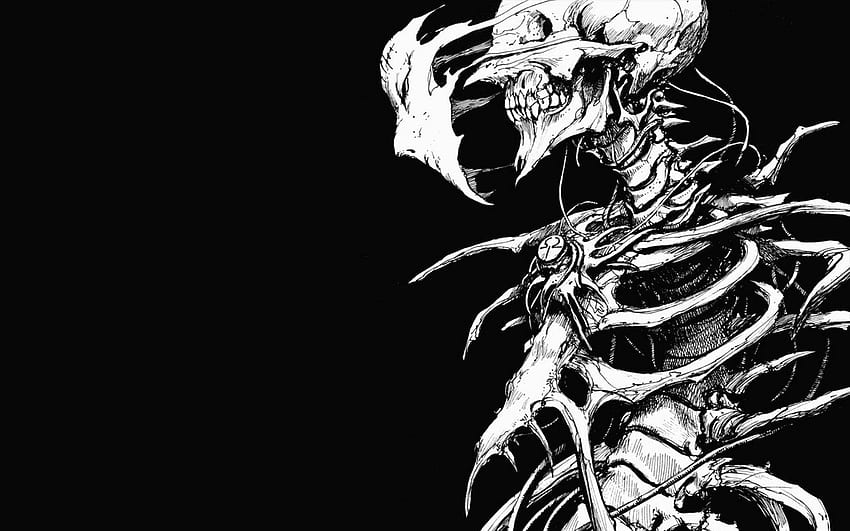 Human skeleton digital , skull, face, bones, drawing HD wallpaper