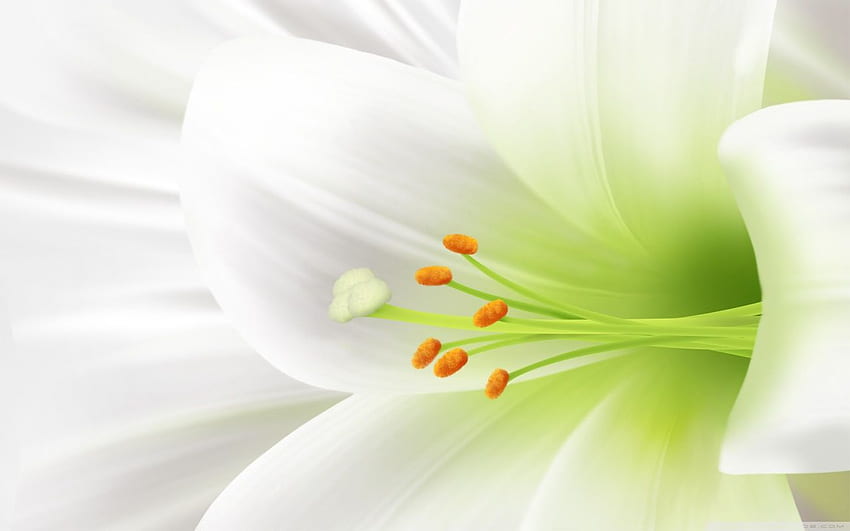 White Lily, Easter Flower Ultra Background for U TV : & 울트라와이드 & 노트북 : 태블릿 : 스마트폰, 행복한 부활절 꽃 HD 월페이퍼