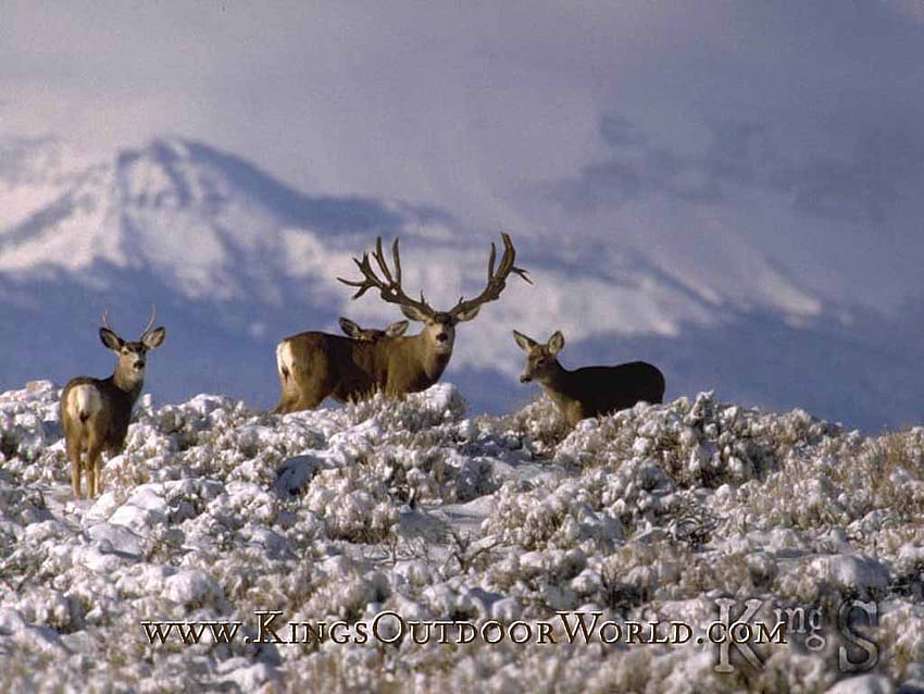 Buck Background, Mule Deer HD тапет