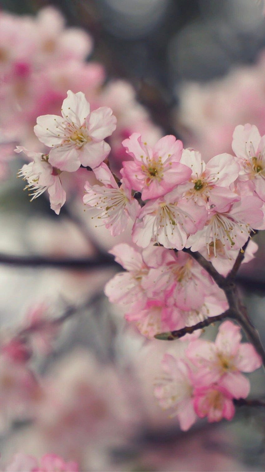 - Tokyo Plum Blossoms (Sakura Style) • Bunnytokyo HD phone wallpaper
