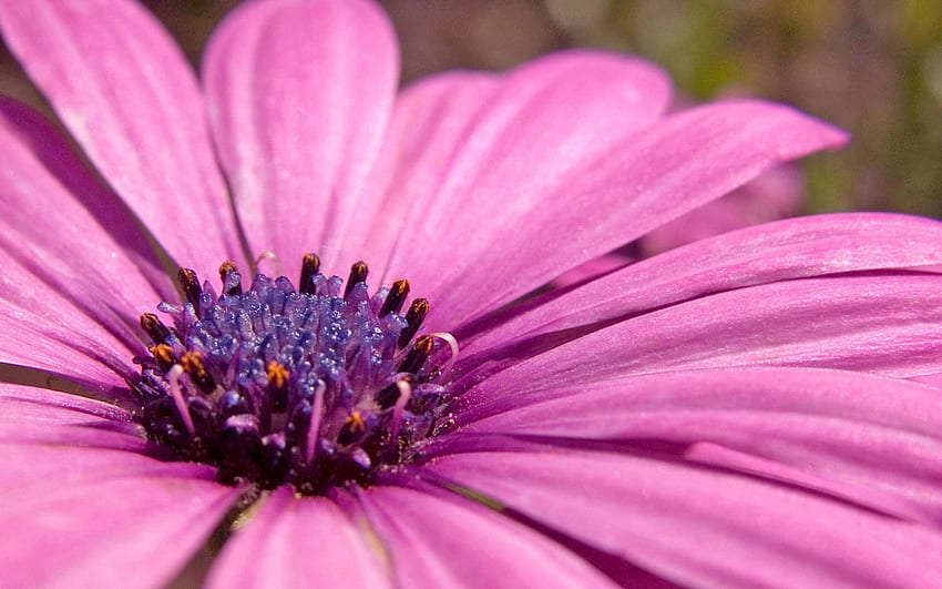 ดอกไม้ ชมพู ม่วง มาโคร กลีบดอก สีม่วง วอลล์เปเปอร์ HD