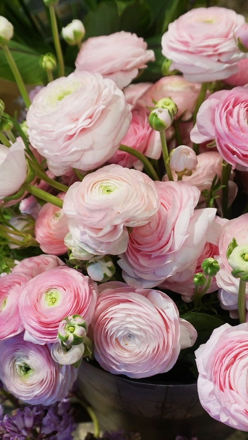 Ranunculus, Adorable, Pink, Flowers HD phone wallpaper