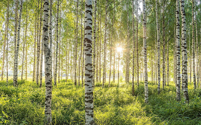 Birch di Spring Sun, sinar matahari, birch, musim semi, hutan Wallpaper HD