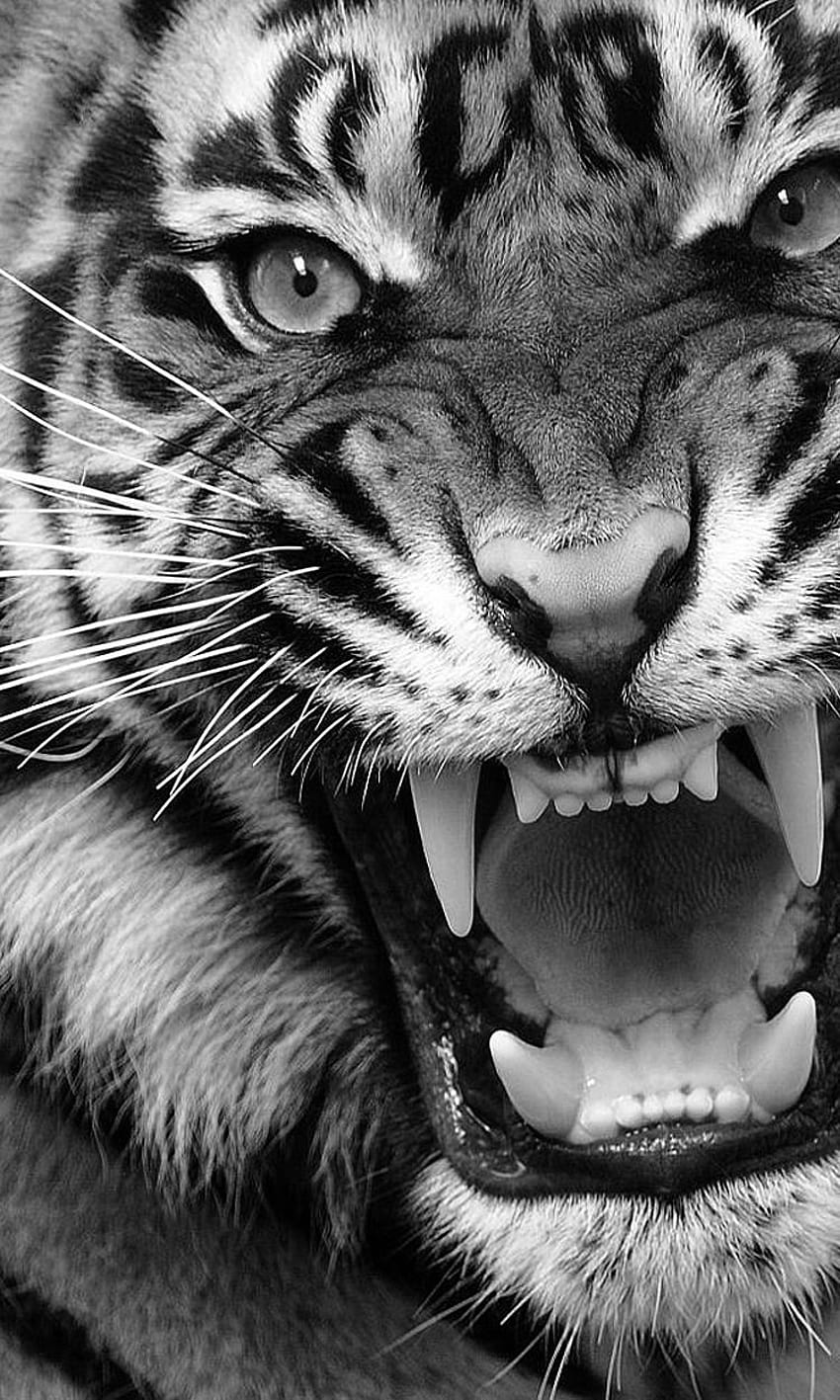 Angry Tiger. MINIMAL TREND. Tiger graphy, Angry animals, Tiger spirit animal HD phone wallpaper