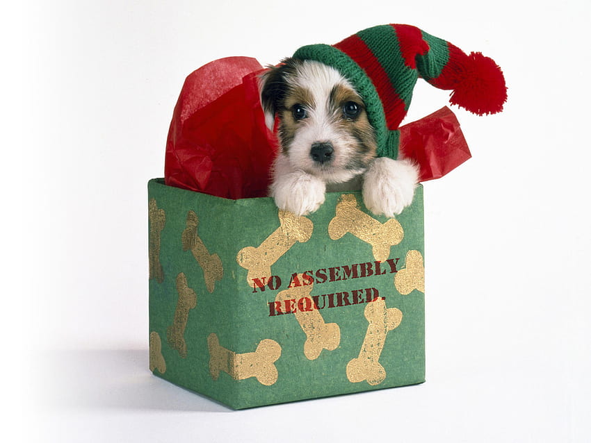 Christmas puppy, animal, dog, puppy, holiday, box, christmas, pet HD wallpaper