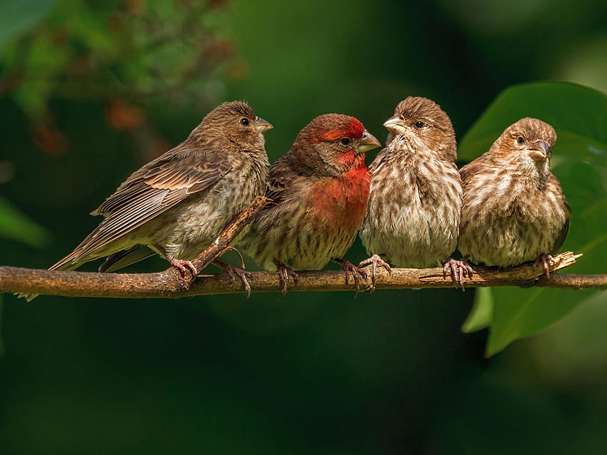 Beautiful Small Sparrow Bird HD wallpaper