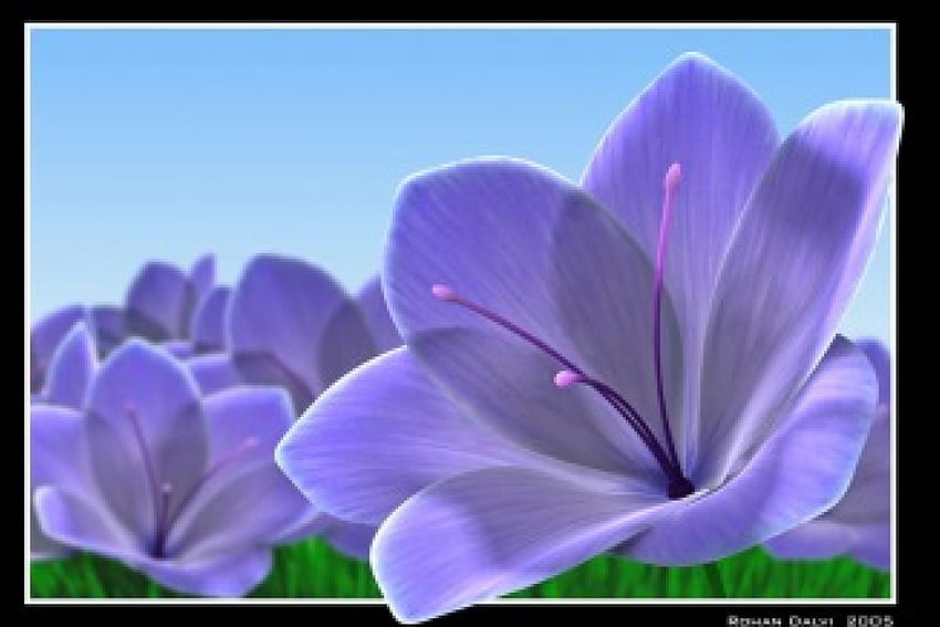 Fiori lilla, fiori, lilla Sfondo HD