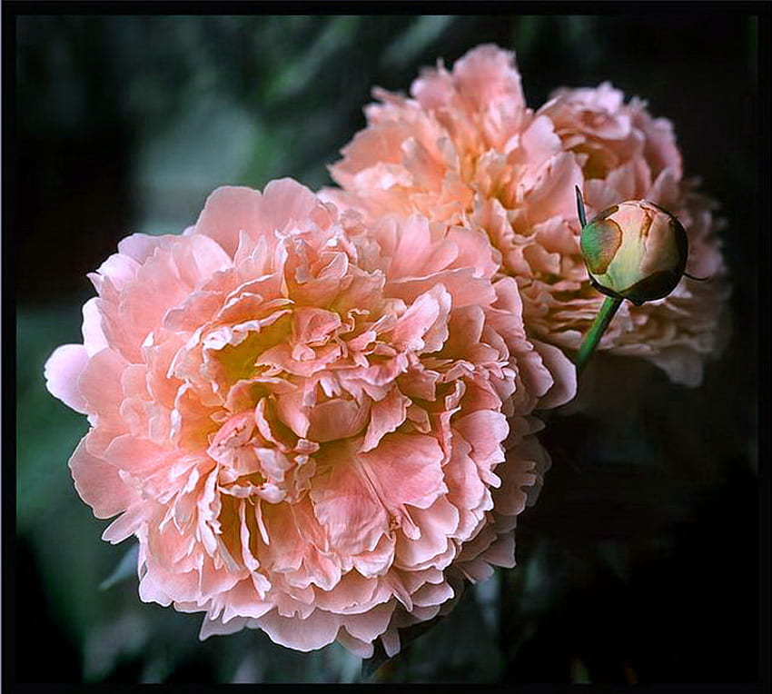 Birtay blooms, pink, peonies, green leaves, birtay, blooms HD wallpaper